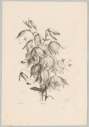Hanging Flowers (Flower and Fruit Studies, 10th installment)