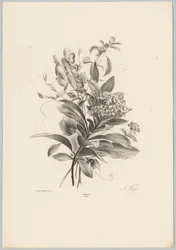 Hydrangeas and Other Flowers (Flower and Fruit Studies, 10th installment)