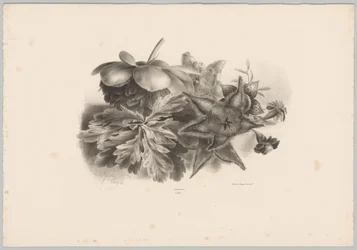 Passionflowers and Leaves