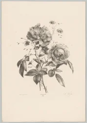 Rose and Carnation-like Flower (Flower and Fruit Studies, 10th Issue)
