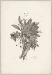 Star- and Bell-shaped Flowers