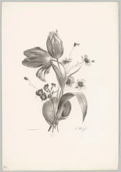 Tulips and Daisies (Flower and Fruit Studies, 10th installment)