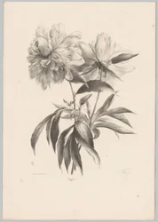 Two Flowers