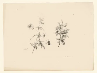 Two Flowers (series title: Flowers and Fruits)