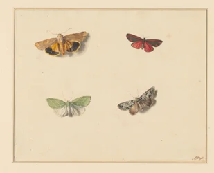 Four Butterflies