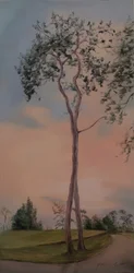 Tapeley Park trees, 2013