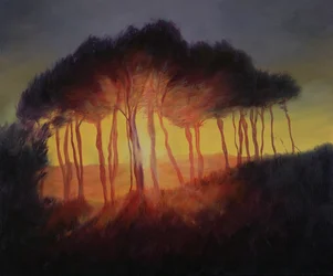 Wild Trees at Sunset