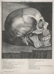Human Skull