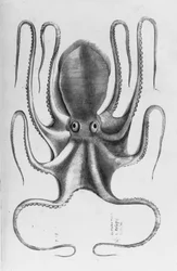 Illustration from Aquatilium animalium historiae, liber primus by Ippolito Salviani, 1554