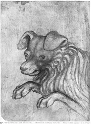 Head of a dog, from the The Vallardi Album
