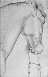 Head of a Horse, from the The Vallardi Album