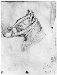 Head of a Muzzled Dog, from the The Vallardi Album