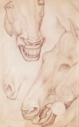 Heads of Horses, from the Vallardi Album