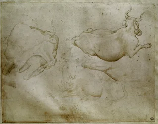 Two cows and a juniper. Drawing by Antonio di Puccio Pisano dit Pisanello