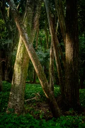 Afternoon, Tijuca Forest, Brazil, 2022