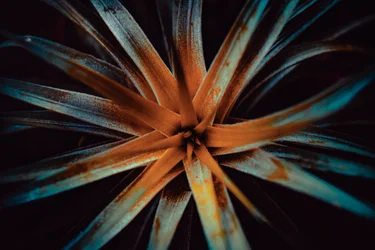 Bromelioideae, 2015