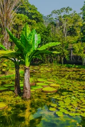 Jardim Amazonico