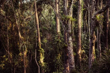 Rain Forest IV, 2021