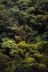 Rain Forest IX, 2018