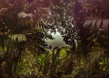 Tijuca Forest XXXVII, 2024