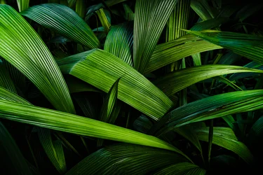Tropical Gardens II, Rio de Janeiro, Brazil, 2024