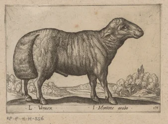 Arabian Sheep