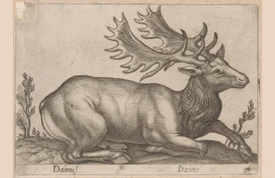 Fallow deer