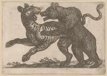 A Bear Fighting with a Tiger