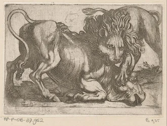 A Lion Attacking a Bull