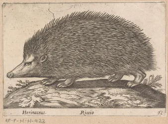 Hedgehog