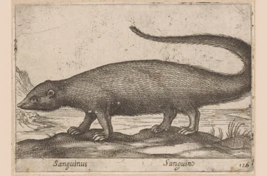 Ferret-like Animal