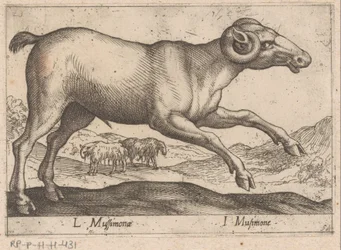 Goat-like Creature (Animals and Mythical Creatures / Nova raccolta de li animali piu curiosi del mondo)