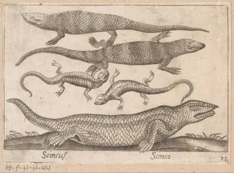 Lizards (Scincus/Scinco)