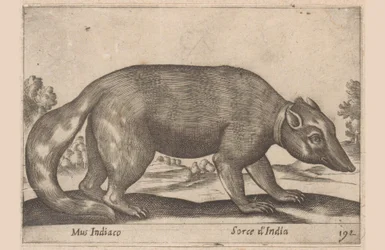 Indian Mouse, Burmese Ferret-Badger, Animals and Mythical Creatures (series title), Nova raccolta de li animali piu curiosi del mondo (series title)