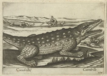 Crocodile (Animals and Mythical Creatures, Nova raccolta de li animali piu curiosi del mondo)