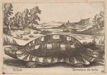 Land Tortoise