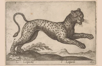 Leopard (Animals and Fabulous Creatures series, Nova raccolta de li animali piu curiosi del mondo series)