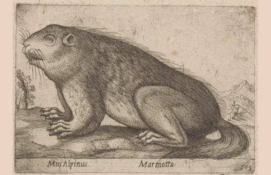 Marmot (title on object) Dieren en fabelwezens (series title) Nova raccolta de li animali piu curiosi del mondo (series title)
