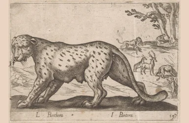 Panther