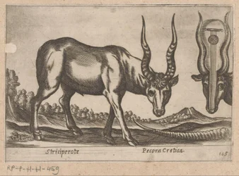 Two Antelopes