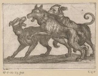 Two Dogs Fighting a Wolf