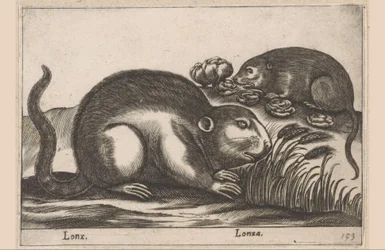 Two muskrats, Lonx, Lonza, Animals and mythical creatures (series title), Nova raccolta de li animali piu curiosi del mondo (series title)