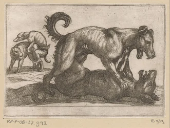 Two Mating and Two Fighting Dogs Fighting Animals (series title)