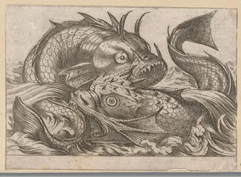 Two Fighting Fish (Fighting Animals)