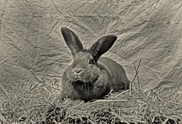 Goodbye Durer