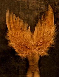 Icarus or Angel..., 2025