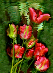 Tulips No.11