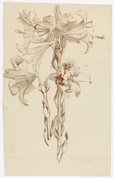 Study Sheet with Two Branches of Lilies