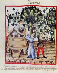 The Grape Harvest from Tacuinum Sanitatis