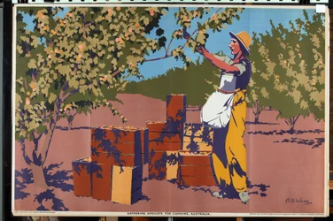 Gathering Apricots for Canning - Australia
